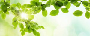 Rawfood Yoga Retreat Online – 5 days